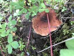 Image de Lactarius badiosanguineus Kühner & Romagn. 1954