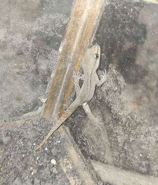 Image of Borelli's Marked Gecko