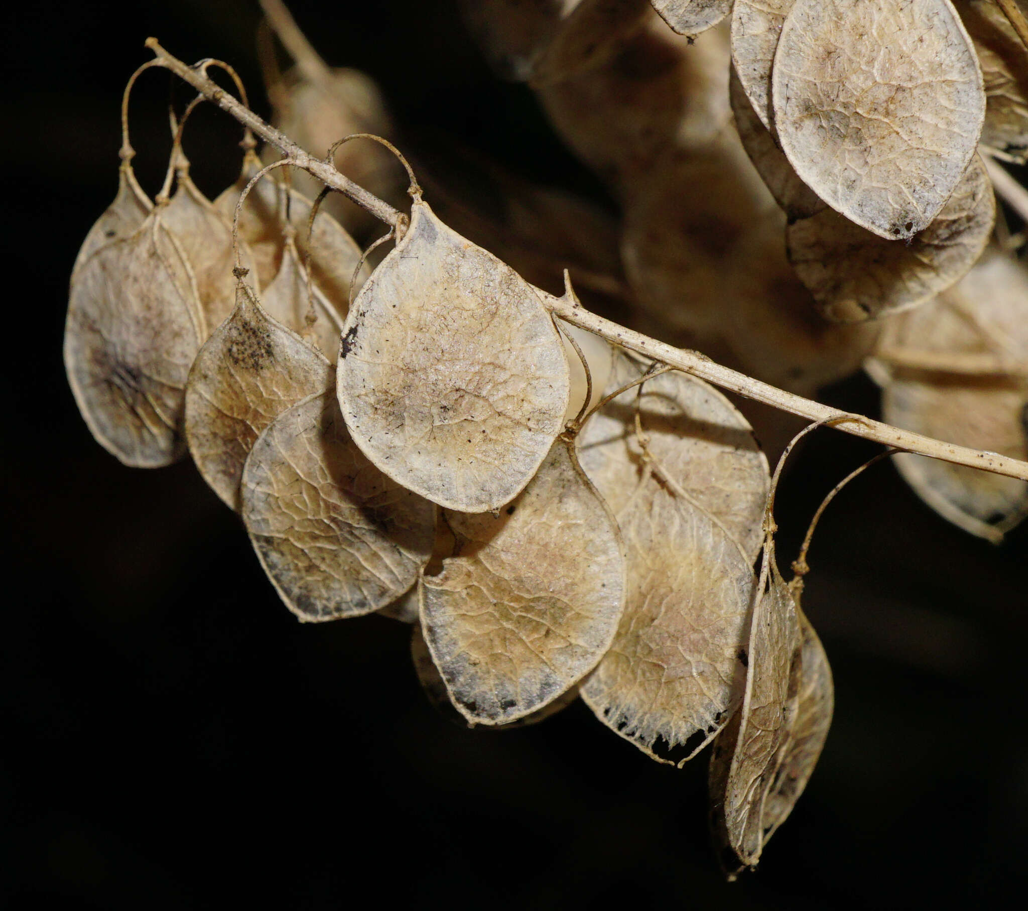 Plancia ëd Peltaria alliacea Jacq.