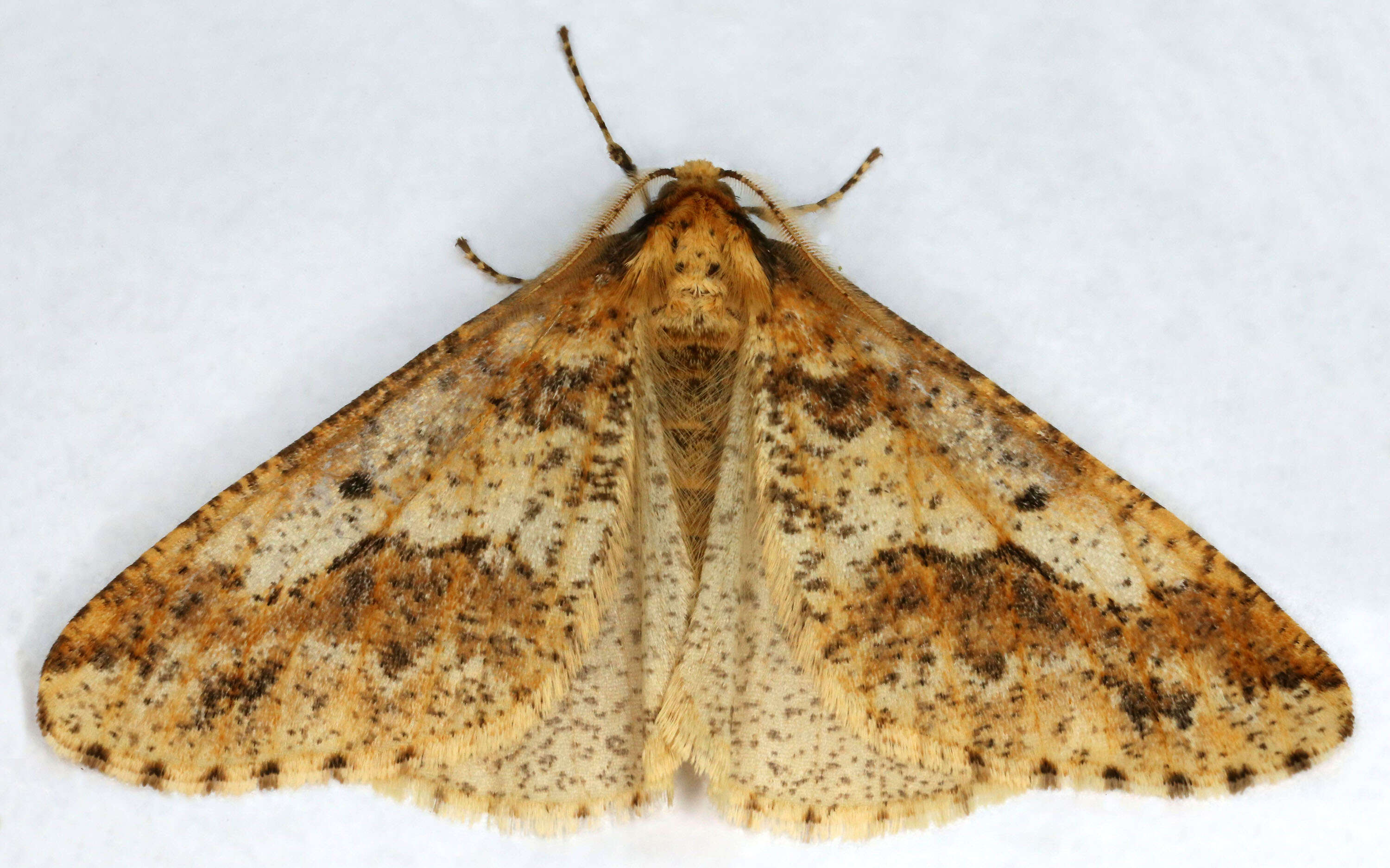 Image of mottled umber