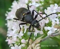 Imagem de Stictoleptura scutellata (Fabricius 1781)