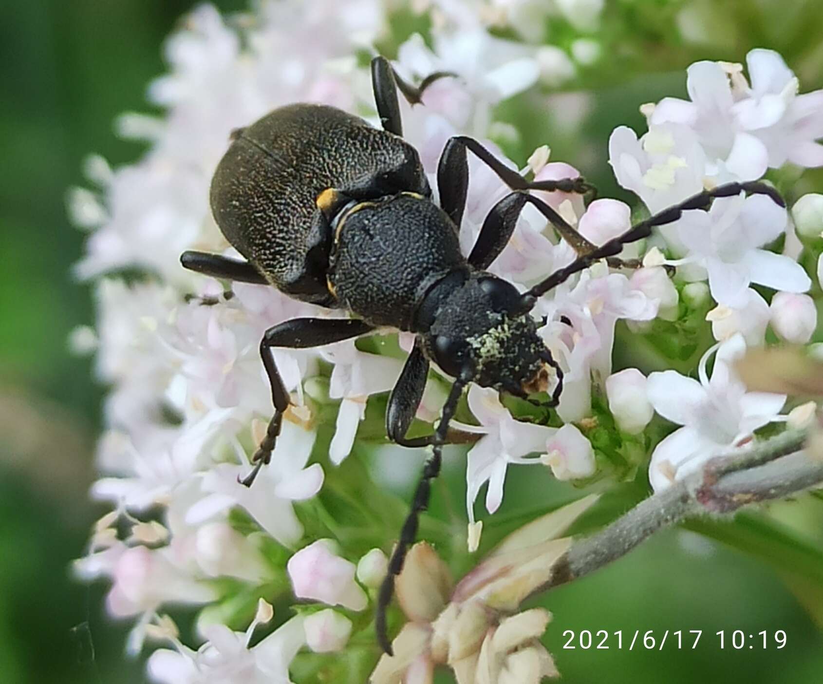 Imagem de Stictoleptura scutellata (Fabricius 1781)