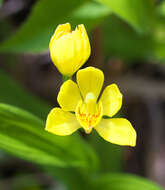 Слика од Cephalanthera falcata (Thunb.) Blume