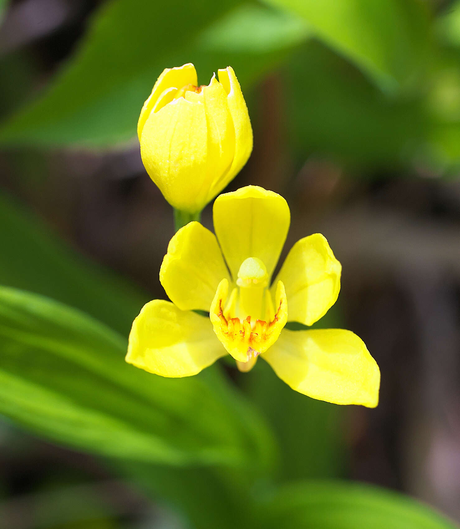 Слика од Cephalanthera falcata (Thunb.) Blume