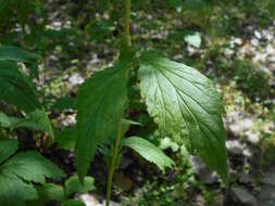 Image of white avens