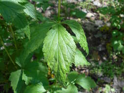 Image of white avens