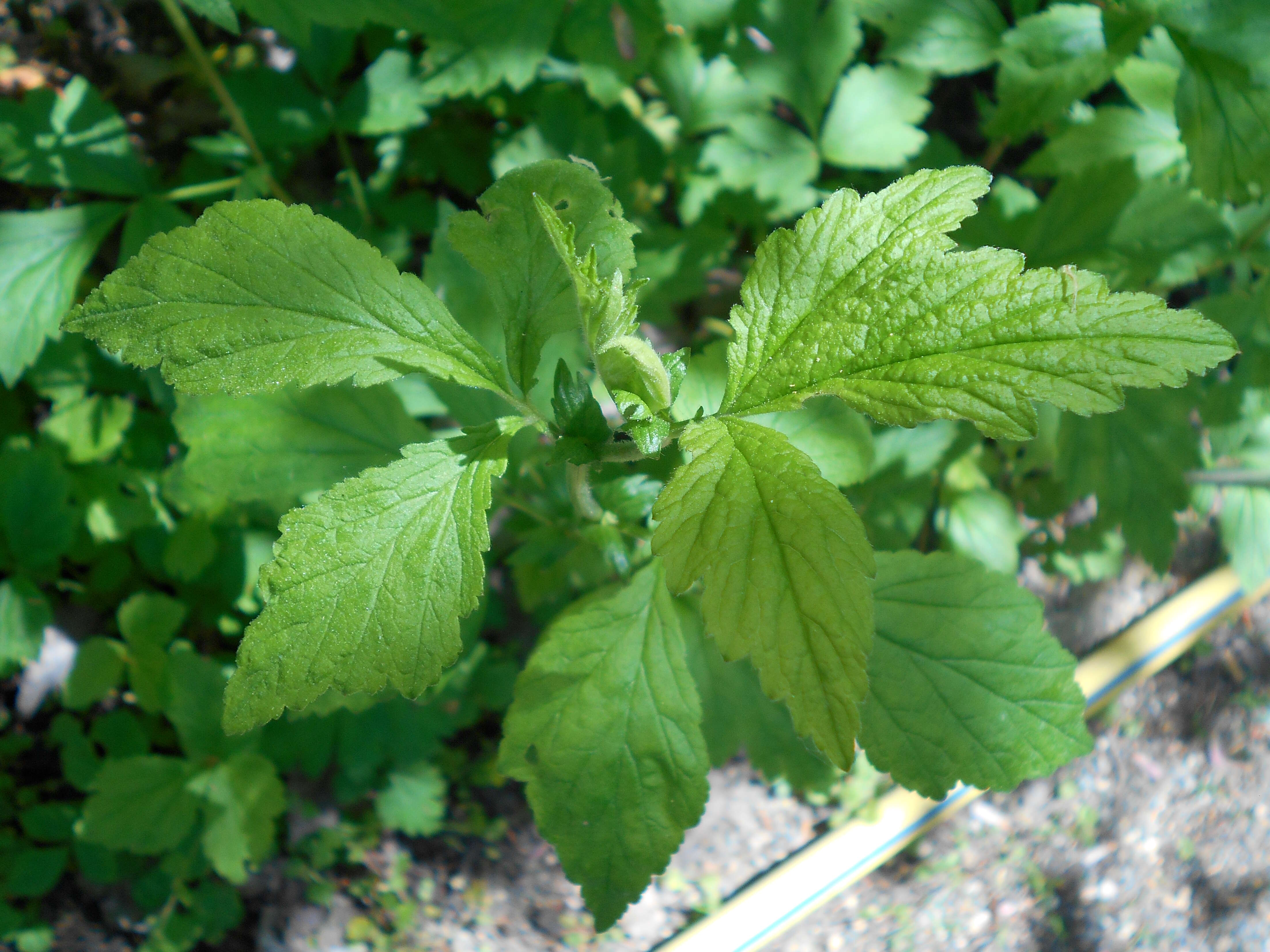 Image de Geum canadense Jacq.