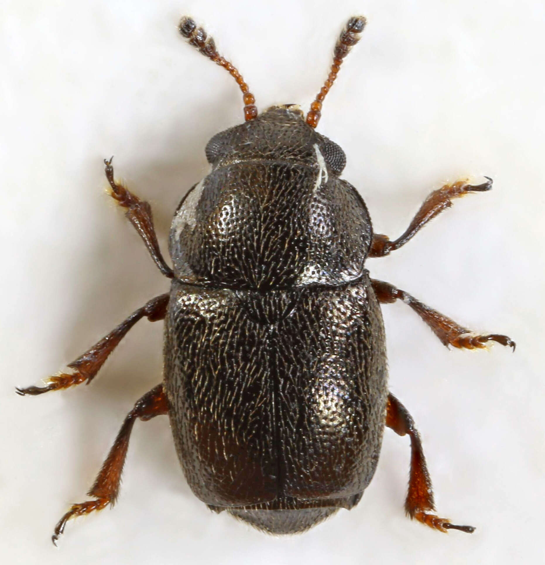 Image of Nettle Pollen Beetle