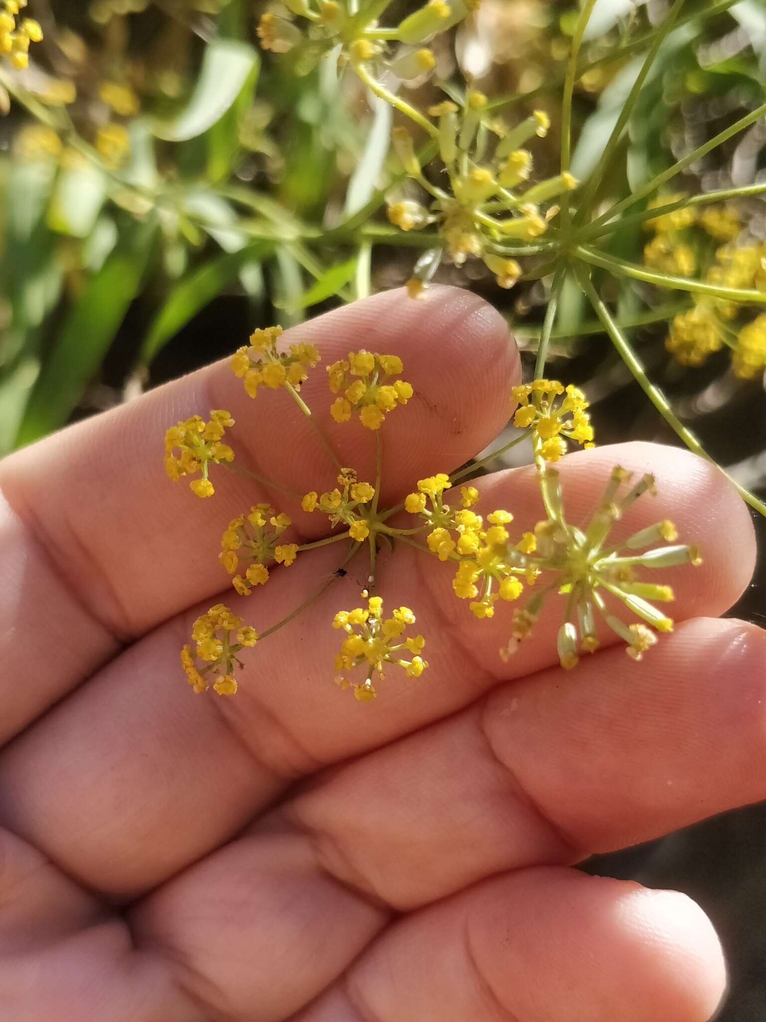 صورة Bupleurum salicifolium subsp. salicifolium