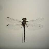 Image de Macrothemis heteronycha (Calvert 1909)