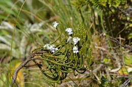 Sivun Veronica hectorii subsp. hectorii kuva