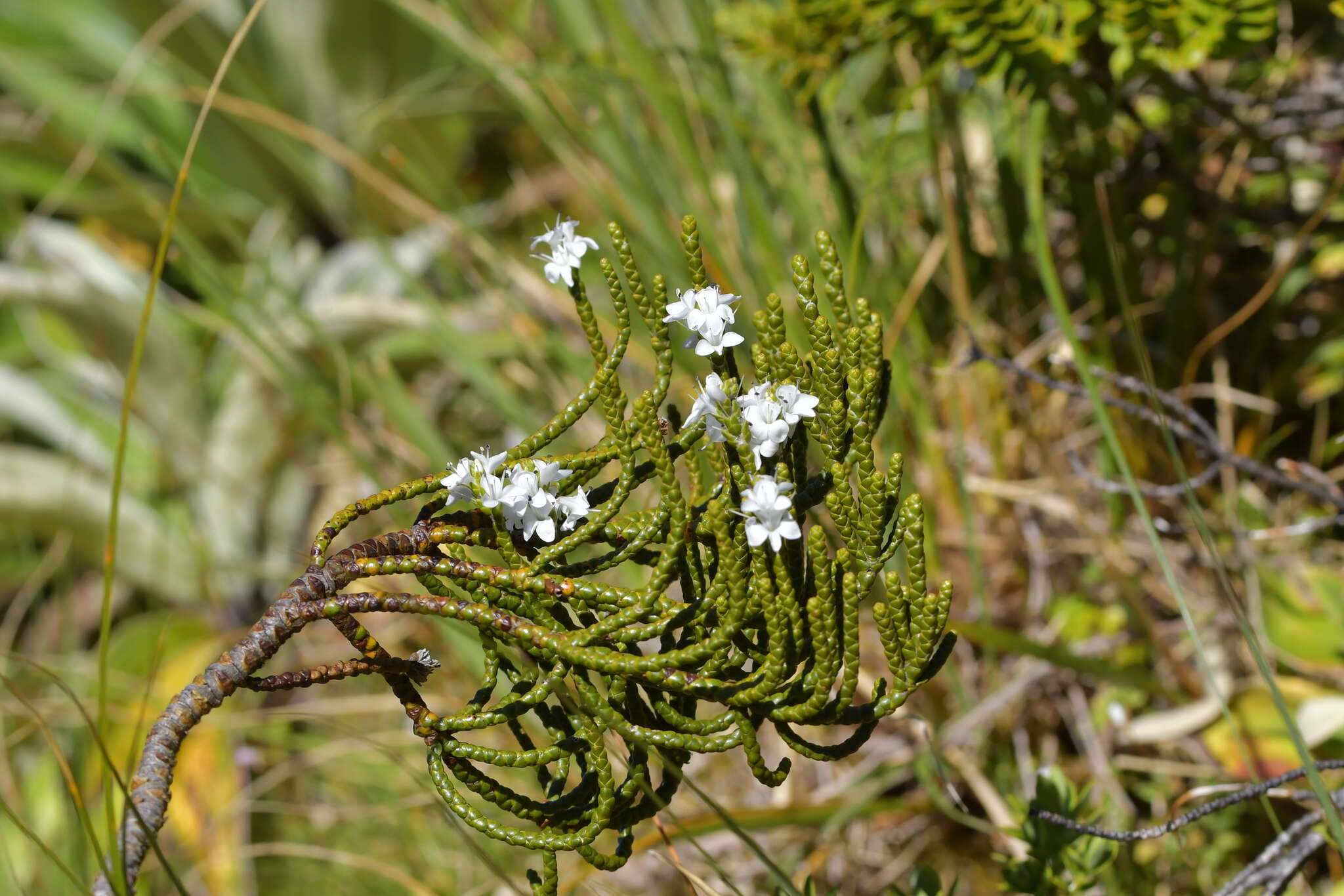 Image of Veronica hectorii subsp. hectorii