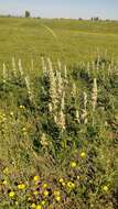 Image of Phlomoides laciniata (L.) Kamelin & Makhm.