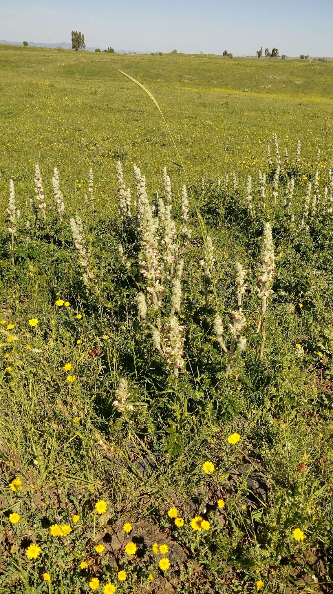 Sivun Phlomoides laciniata (L.) Kamelin & Makhm. kuva