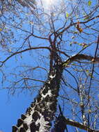 Image of Ceiba aesculifolia subsp. parvifolia (Rose) P. E. Gibbs & Semir