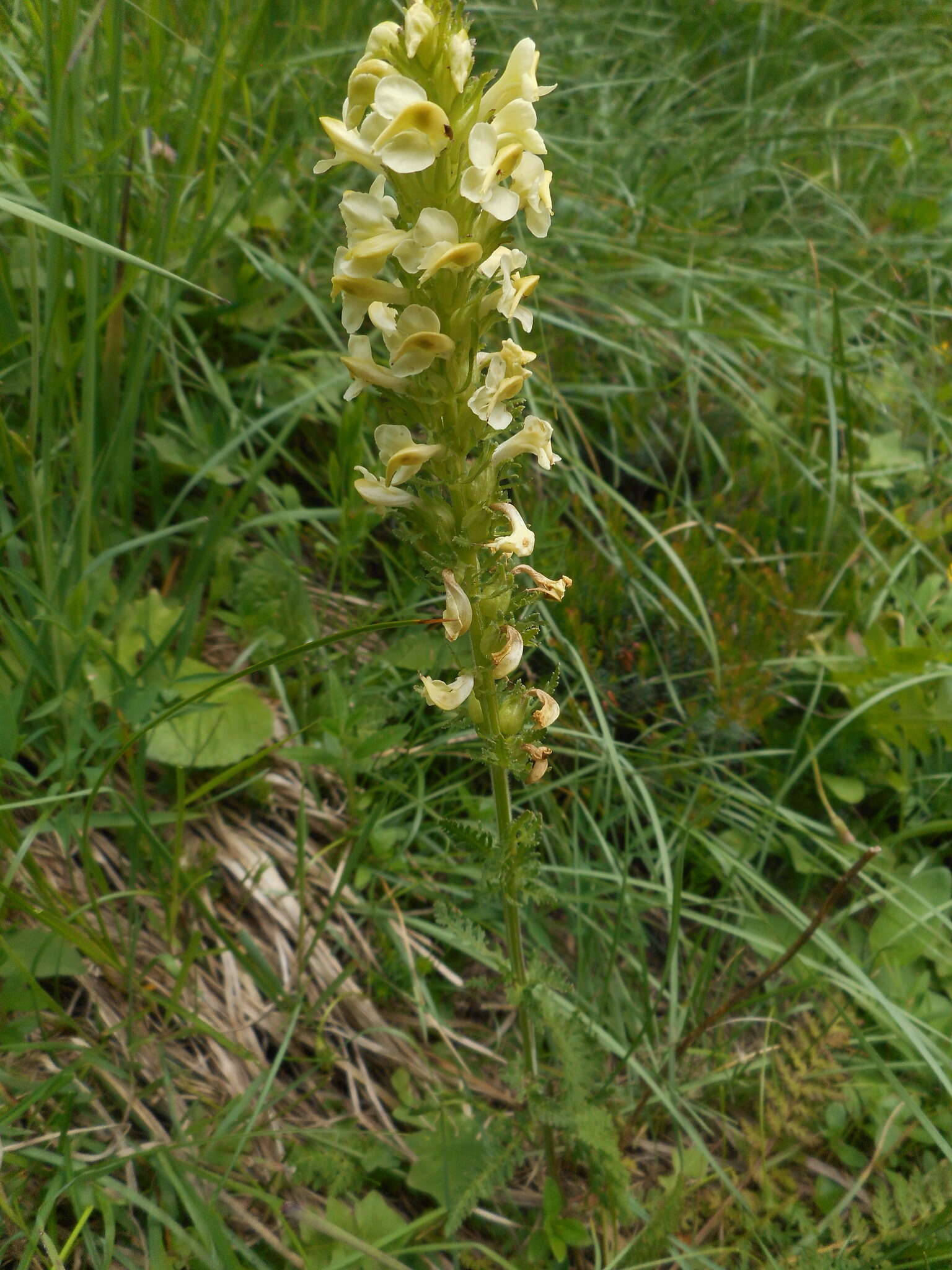 Слика од Pedicularis elongata A. Kerner