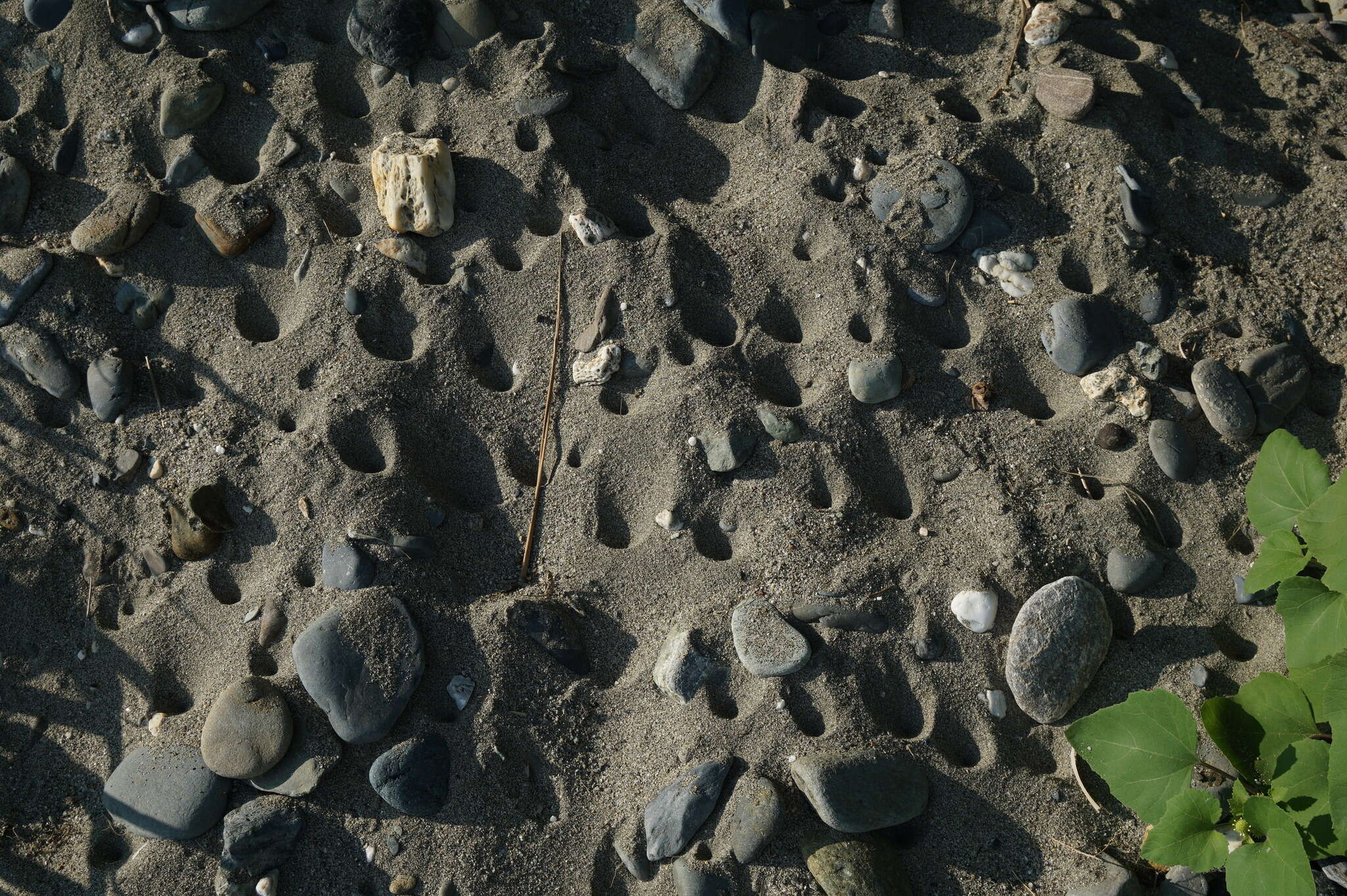 Image of Cicindela (Calomera) littoralis Fabricius 1787