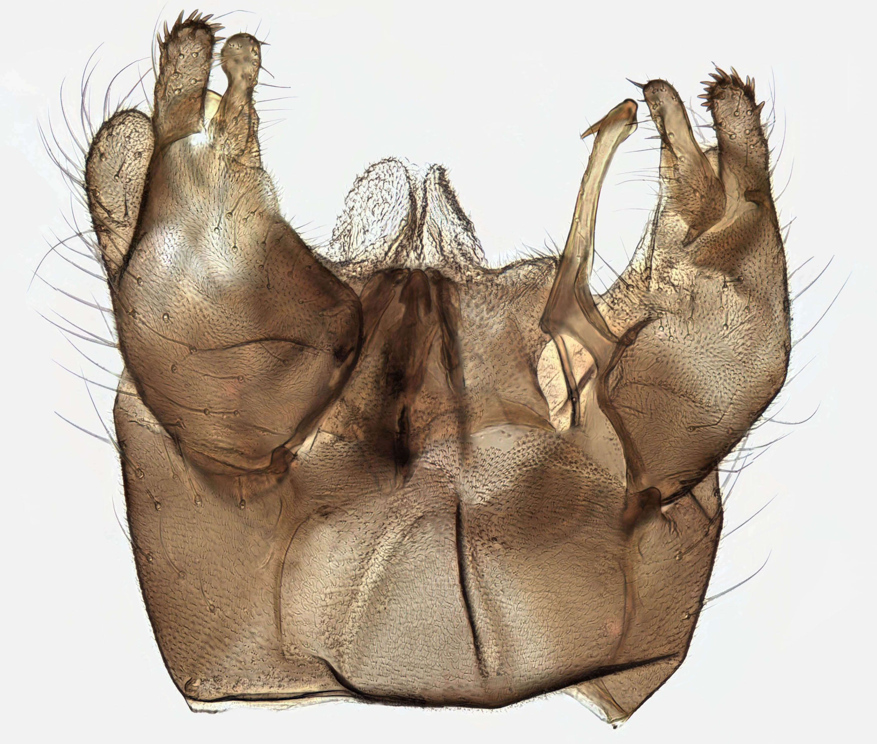 Image of Dicranota (Paradicranota) subtilis Loew 1871
