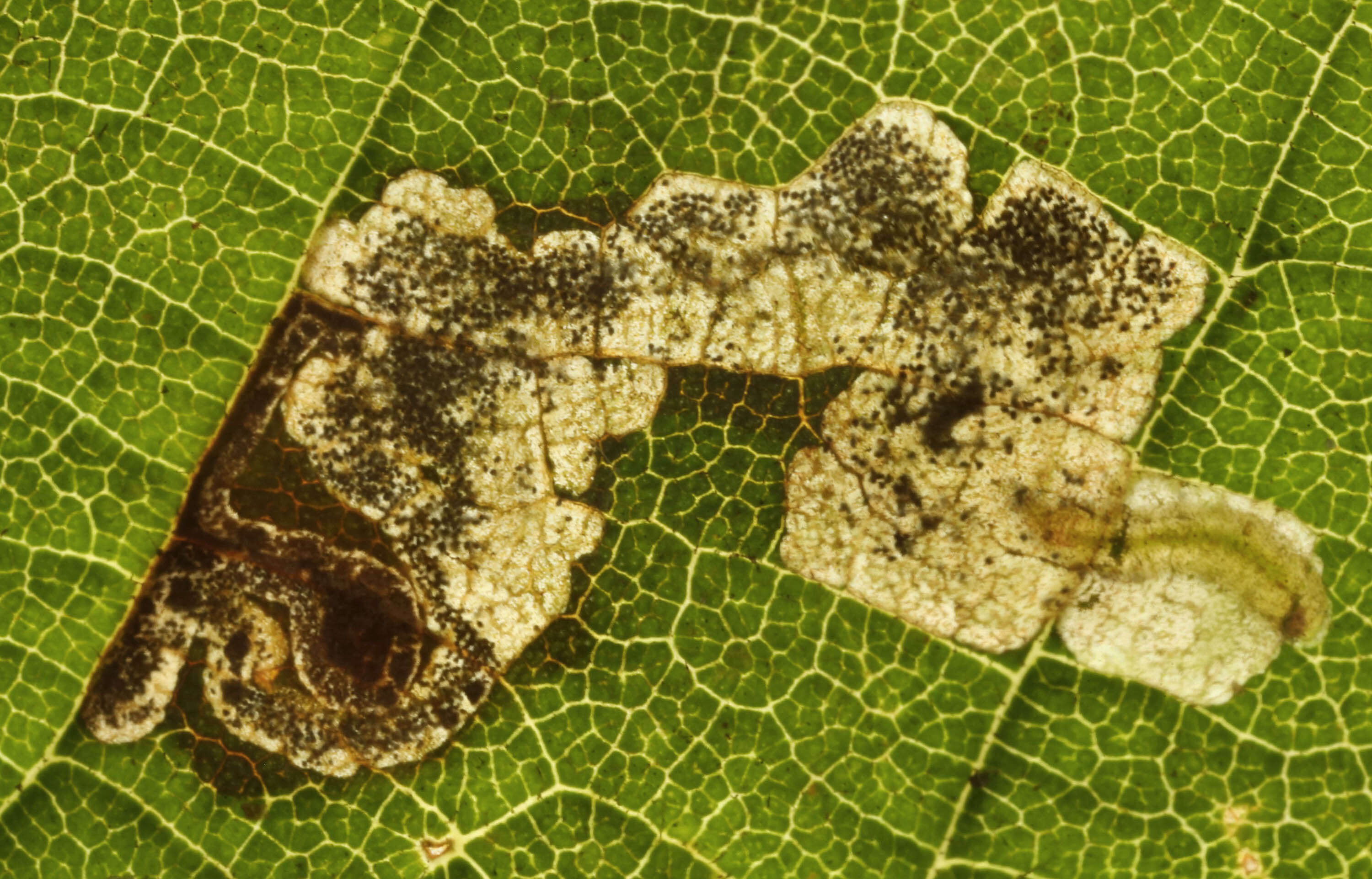 Image of Ectoedemia minimella (Zetterstedt 1839) van Nieukerken 1985