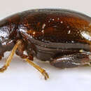 Image of Leaf beetle