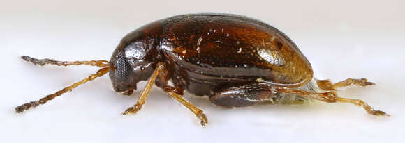 Image of Leaf beetle