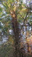 Image of Gleditsia amorphoides (Griseb.) Taub.