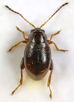 Image of Leaf beetle