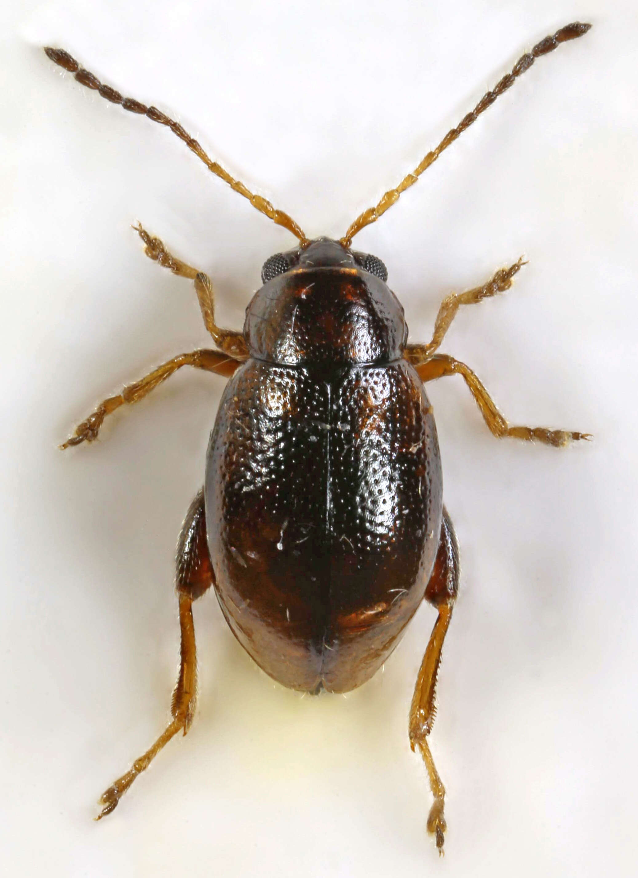Image of Leaf beetle