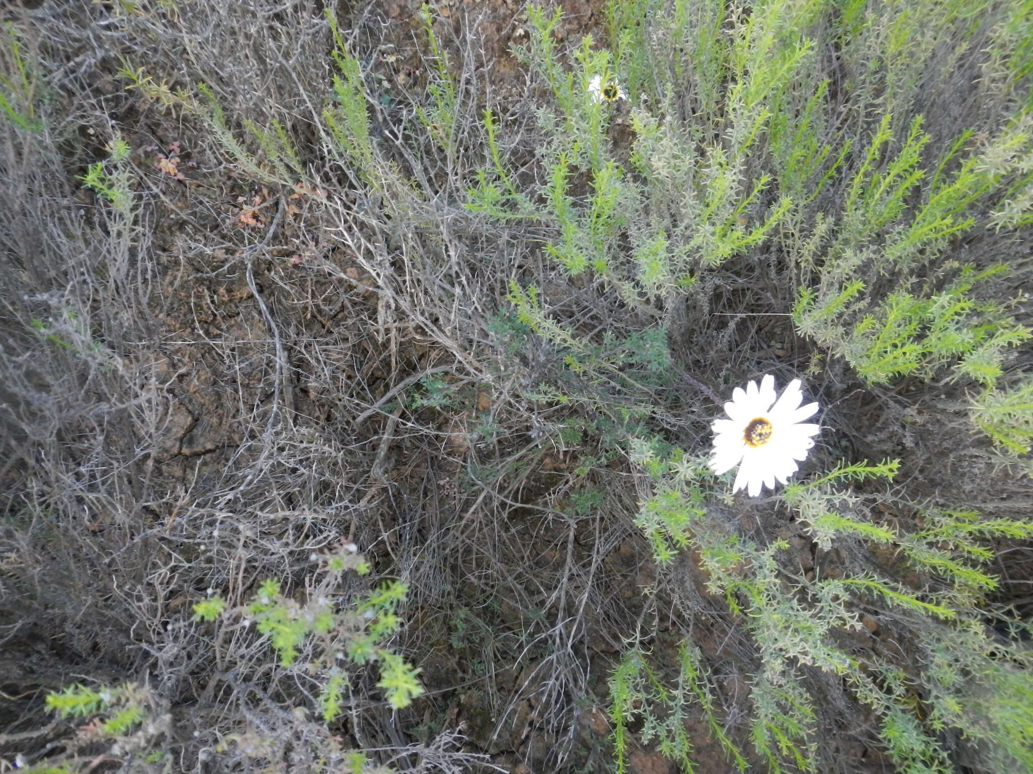Image of Ursinia pilifera (Berg.) Gaertn.