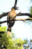 Image of Luzon Rufous Hornbill