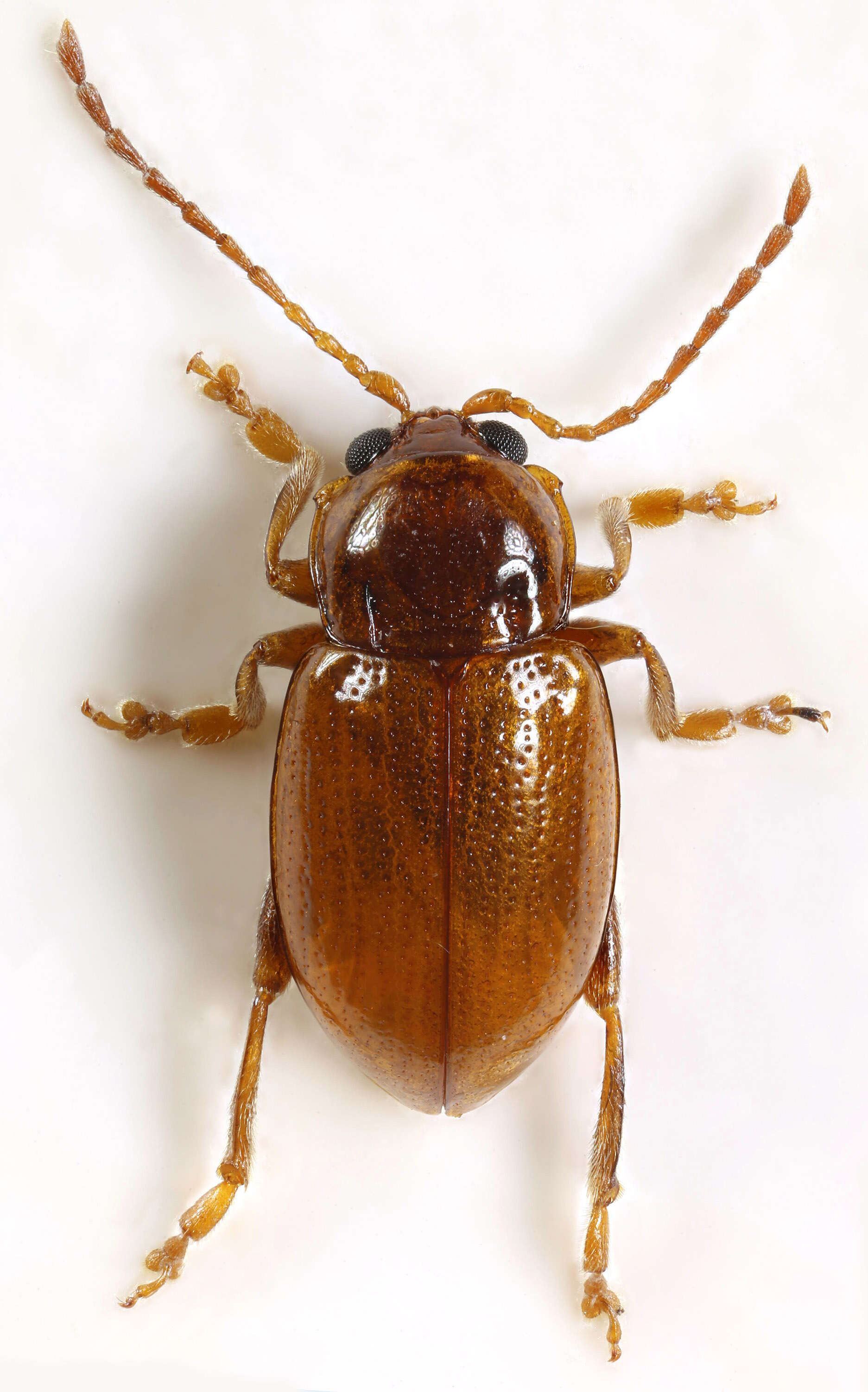 Imagem de Neocrepidodera ferruginea