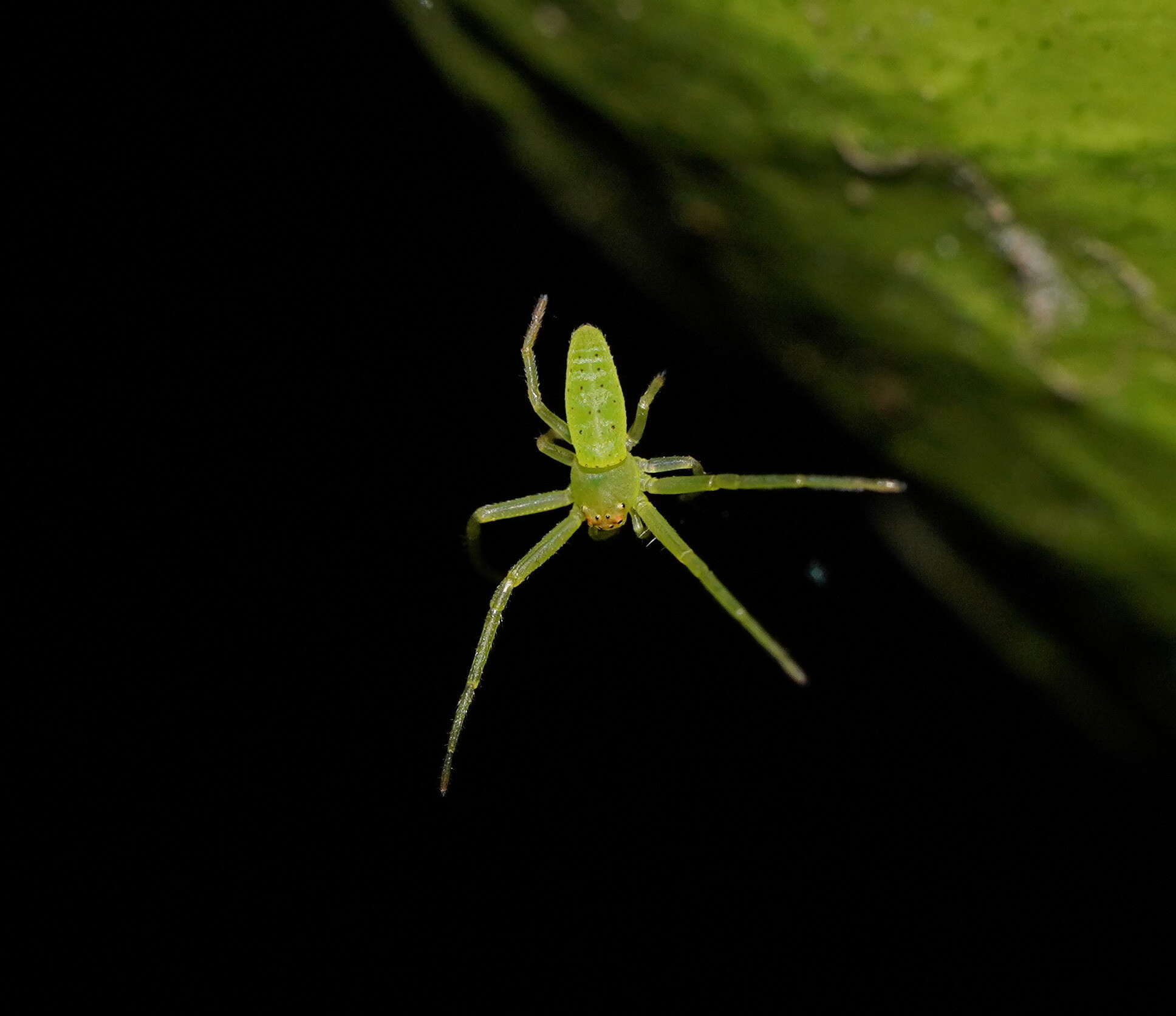 Sivun Cetratus rubropunctatus (Rainbow 1920) kuva