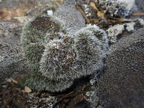 Image of coscinodon moss