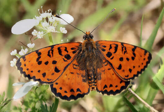 Image of Red-Band Fritillary