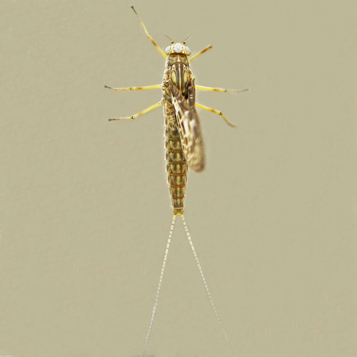Image de Callibaetis ferrugineus (Walsh 1862)