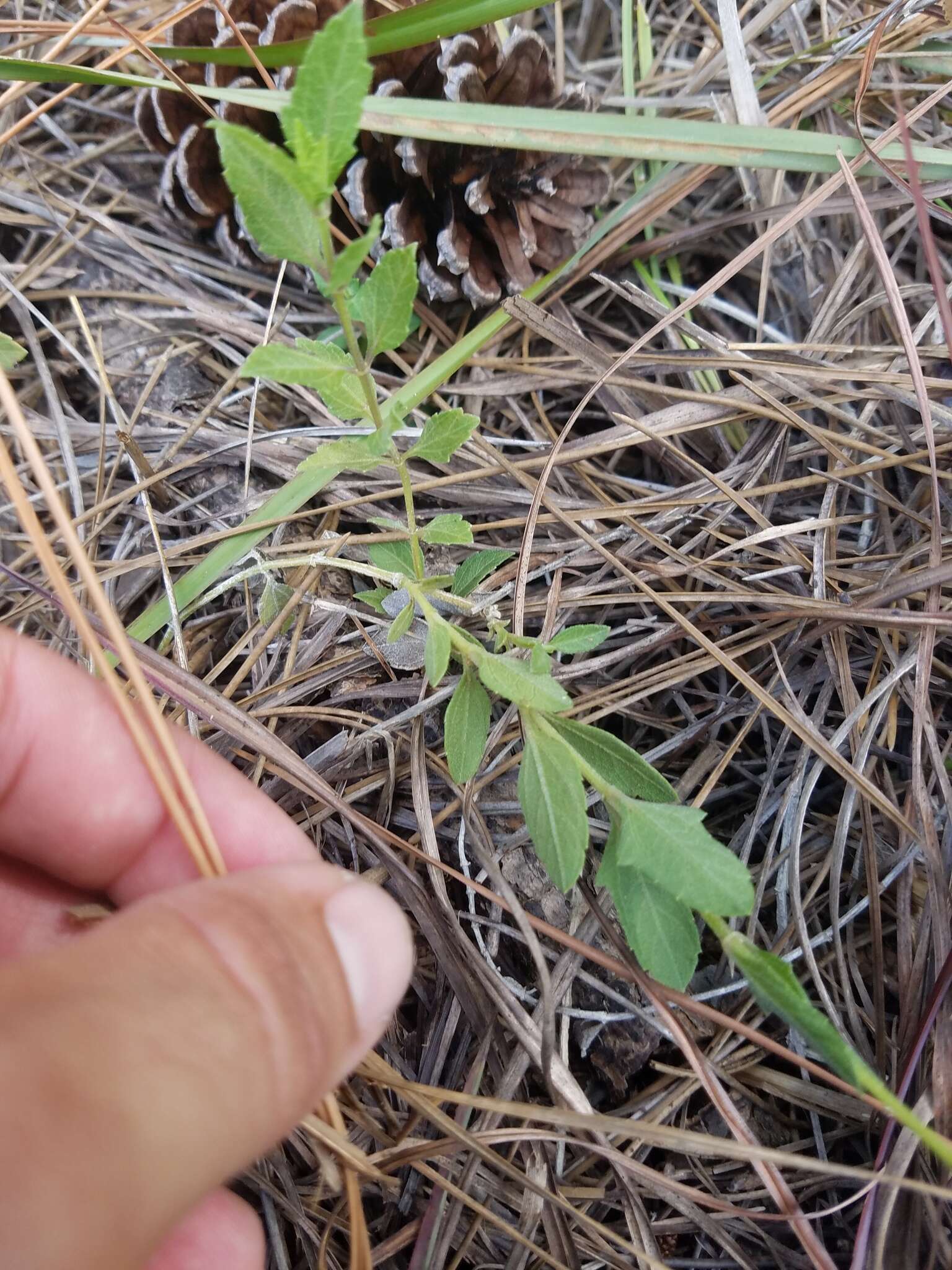 Image of small-leaf squarestem