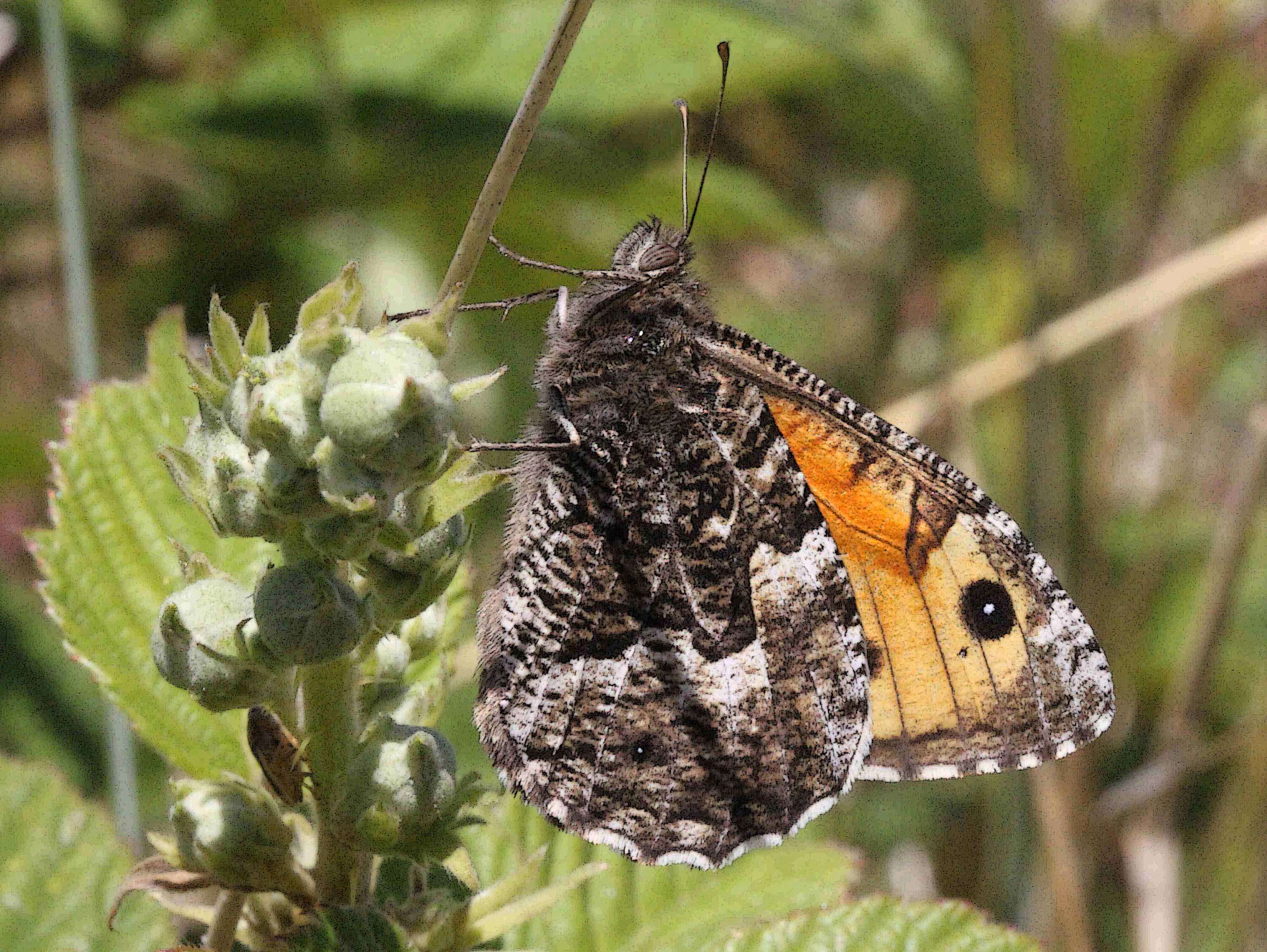 Image of Grayling