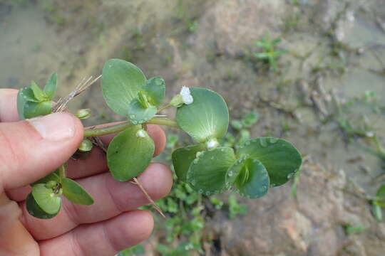 Image of disk waterhyssop