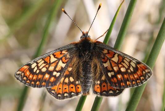 Image of Euphydryas aurinia