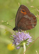 Image of scotch argus