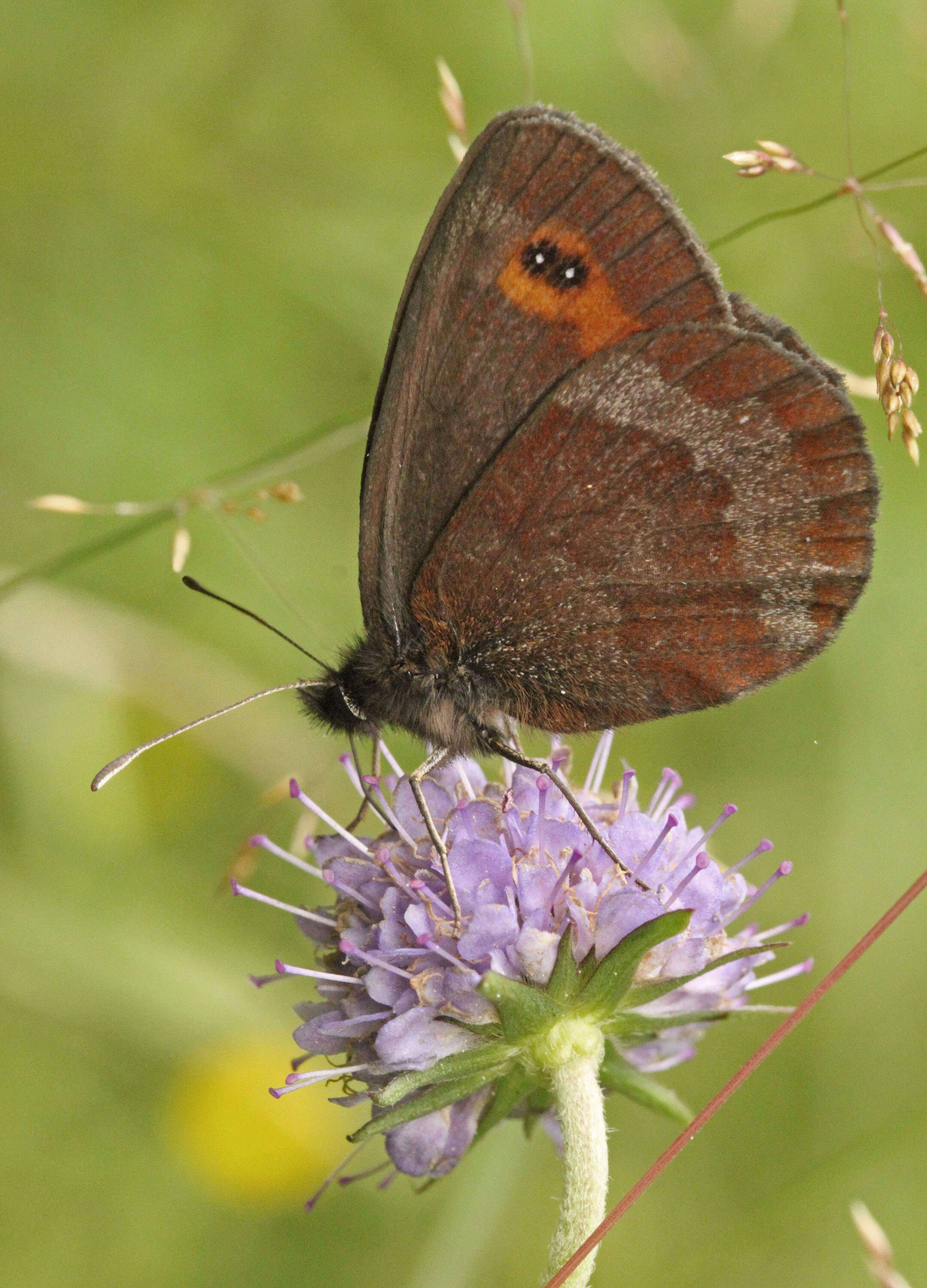 Image of scotch argus