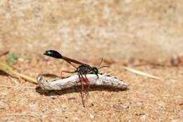 Ammophila clavus (Fabricius 1775) resmi