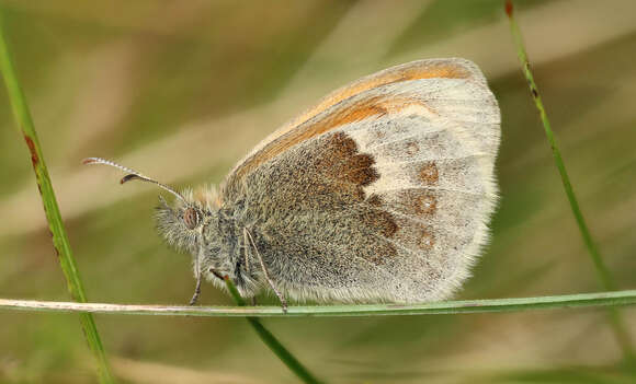 Image of small heath