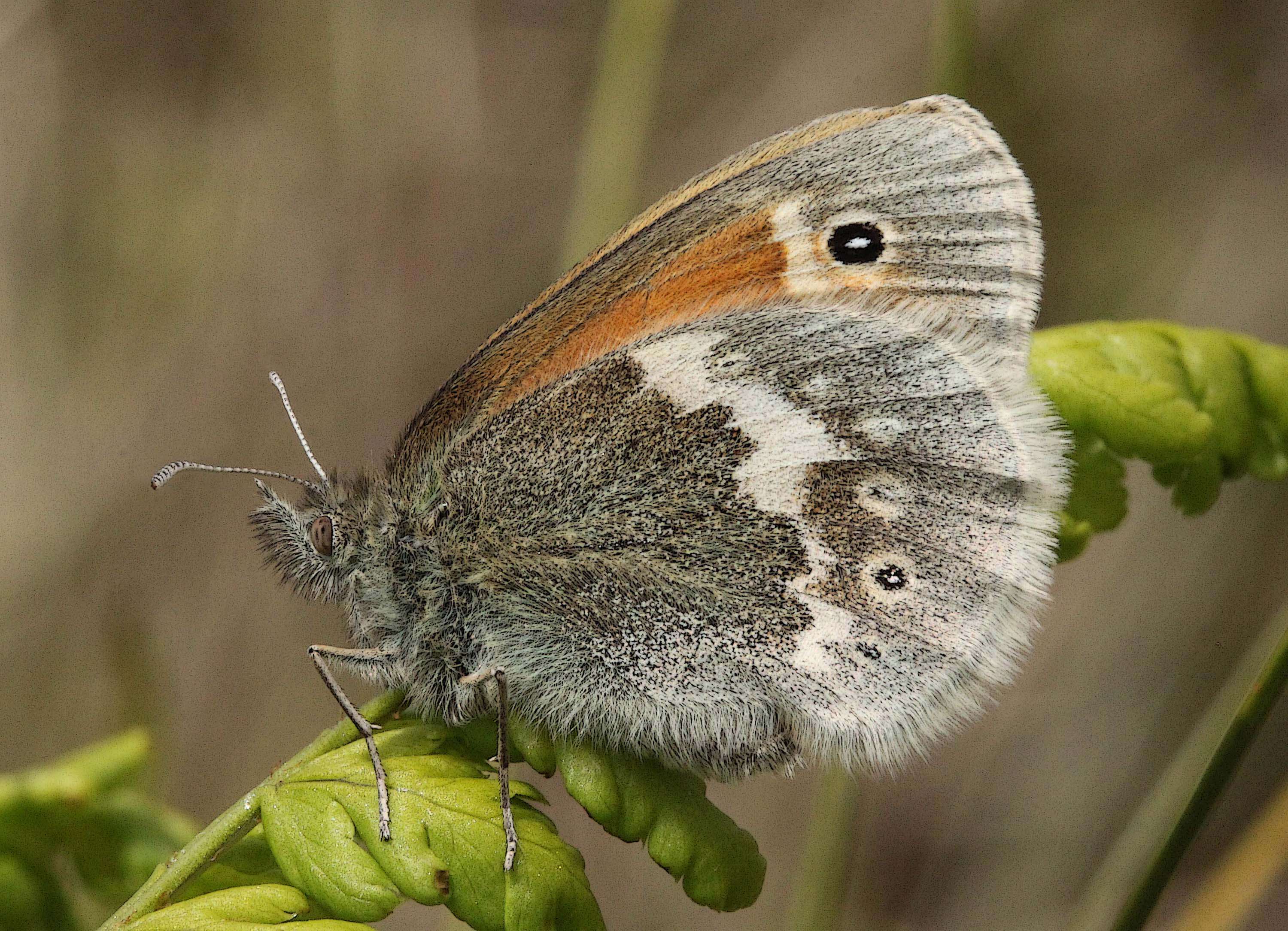 Image of Common Ringlet