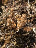 Image of Coast Range stonecrop