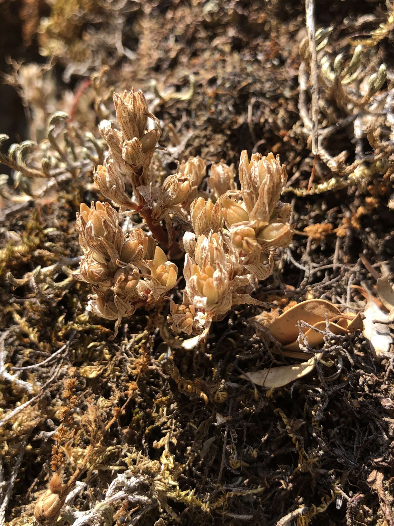 Image of Coast Range stonecrop