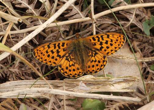 Plancia ëd Boloria euphrosyne