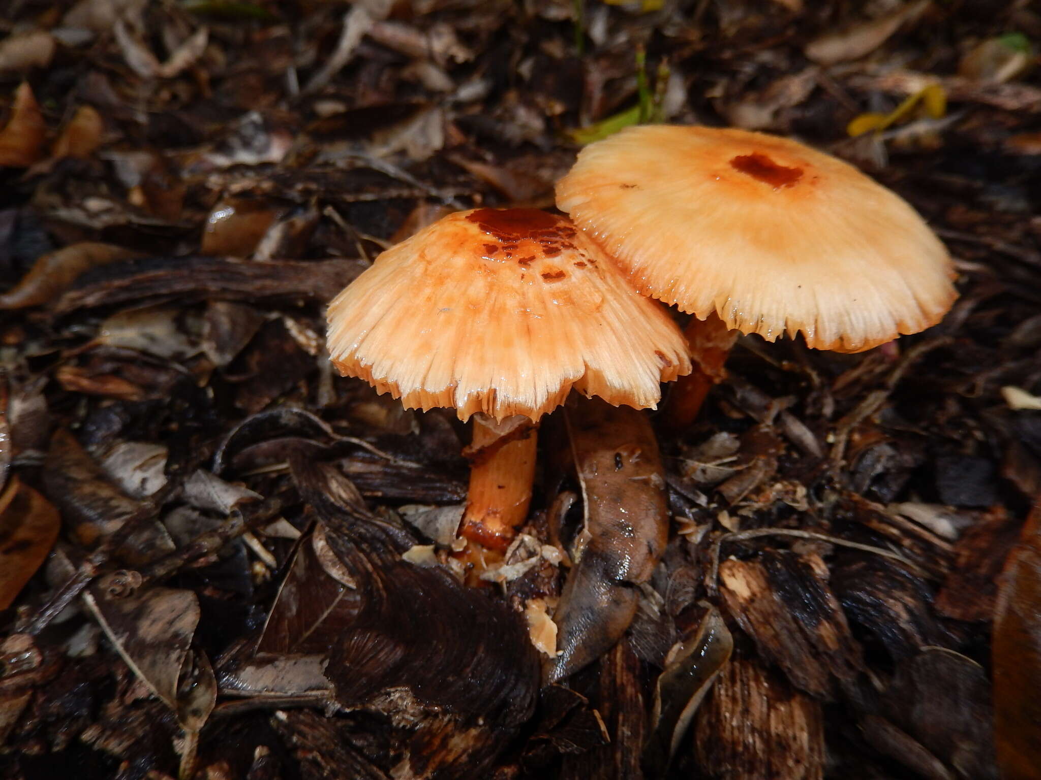 Plancia ëd Lepiota haemorrhagica Cleland 1931