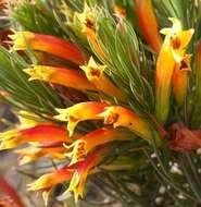 Image of Erica grandiflora subsp. grandiflora