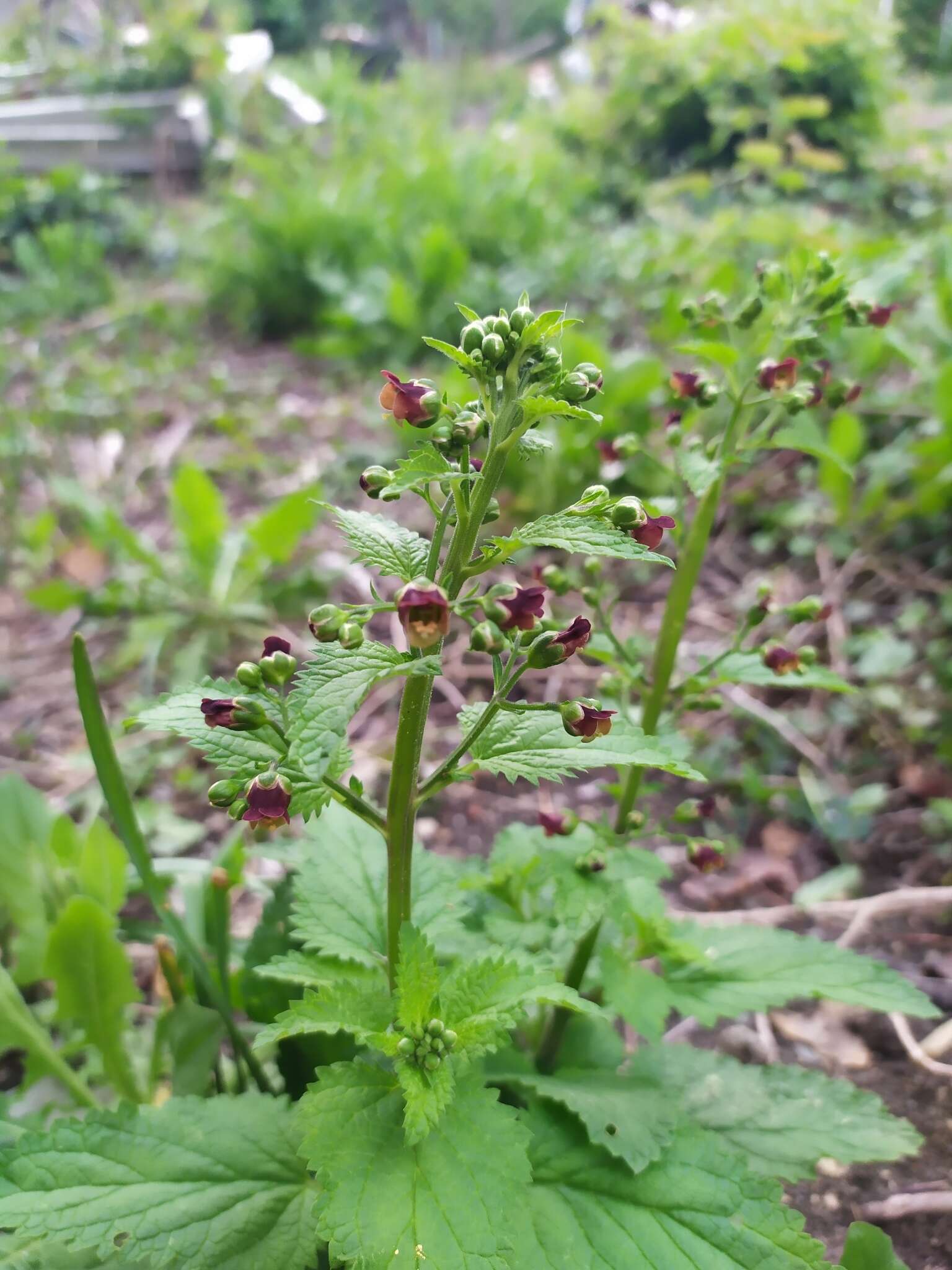 Scrophularia scopolii Hoppe resmi